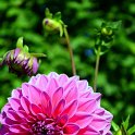 Dahlia x 'Paris 11' (3)